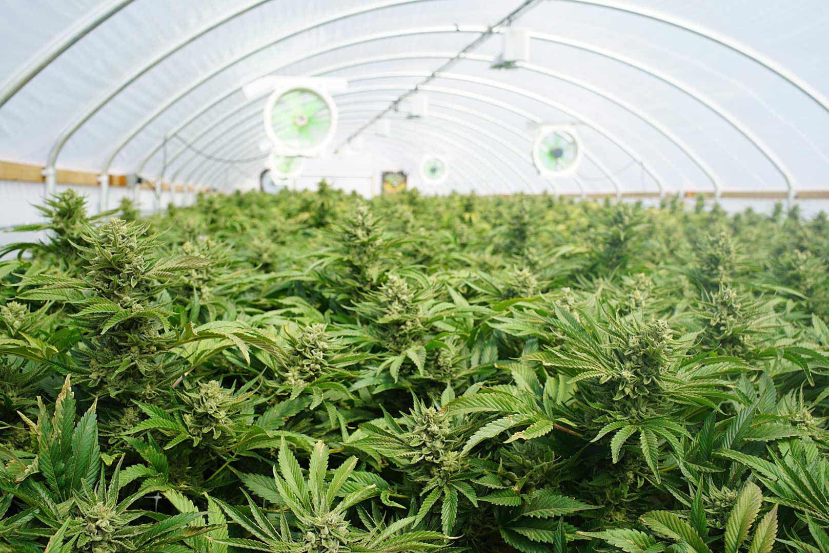 guide complet sur la culture du cannabis : conseils, techniques et astuces pour réussir votre plantation en intérieur ou en extérieur.