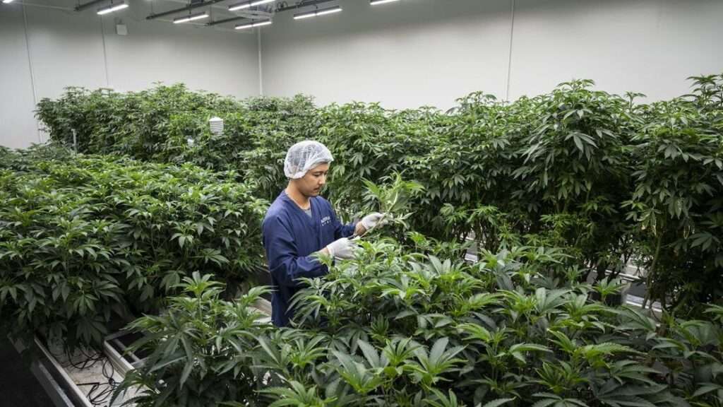 guide complet sur la culture du cannabis : conseils, techniques et meilleures pratiques pour un jardinage réussi.