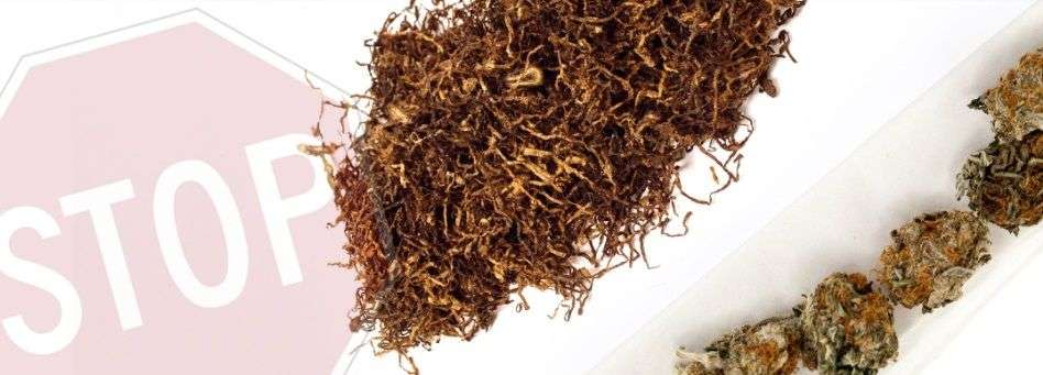 découvrez notre mélange unique de tabac et cannabis, offrant une expérience riche et harmonieuse pour les amateurs de saveurs authentiques.