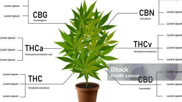 découvrez les bienfaits des feuilles de cannabis, leurs usages et effets naturels pour la santé et le bien-être.
