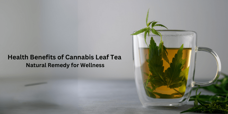 découvrez les bienfaits des feuilles de cannabis, leurs usages médicinaux, nutritionnels et leurs effets potentiels sur la santé.