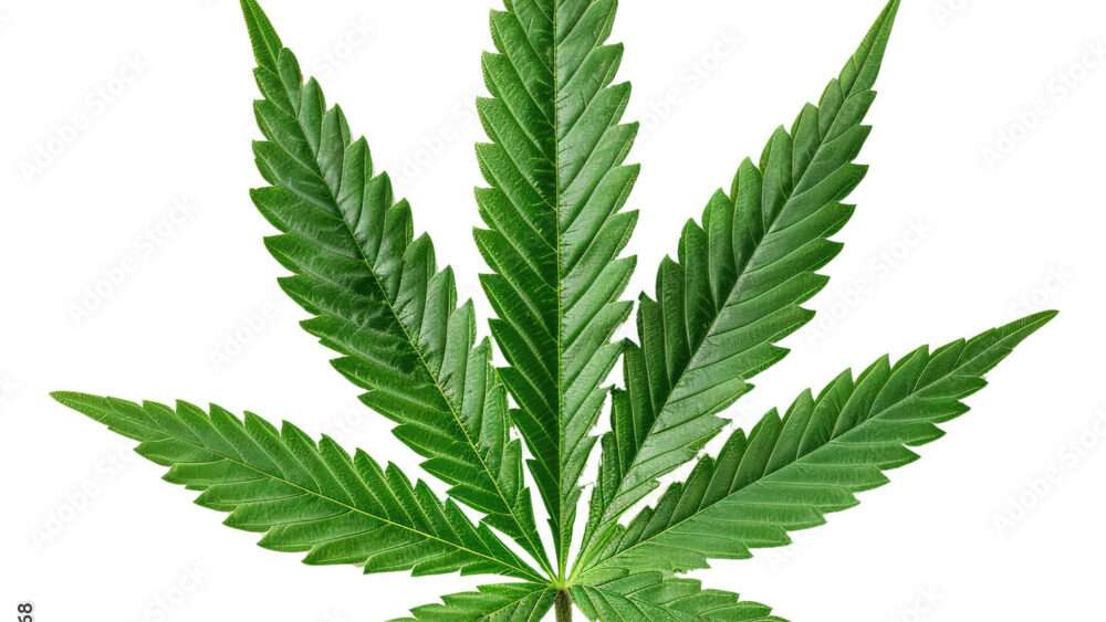 Tout savoir sur la feuille de cannabis : usages, variétés et bienfaits